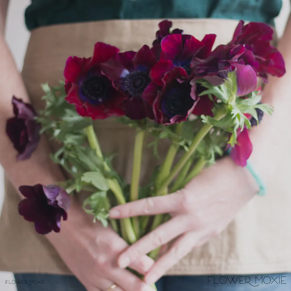 Burgundy Anemone Flower