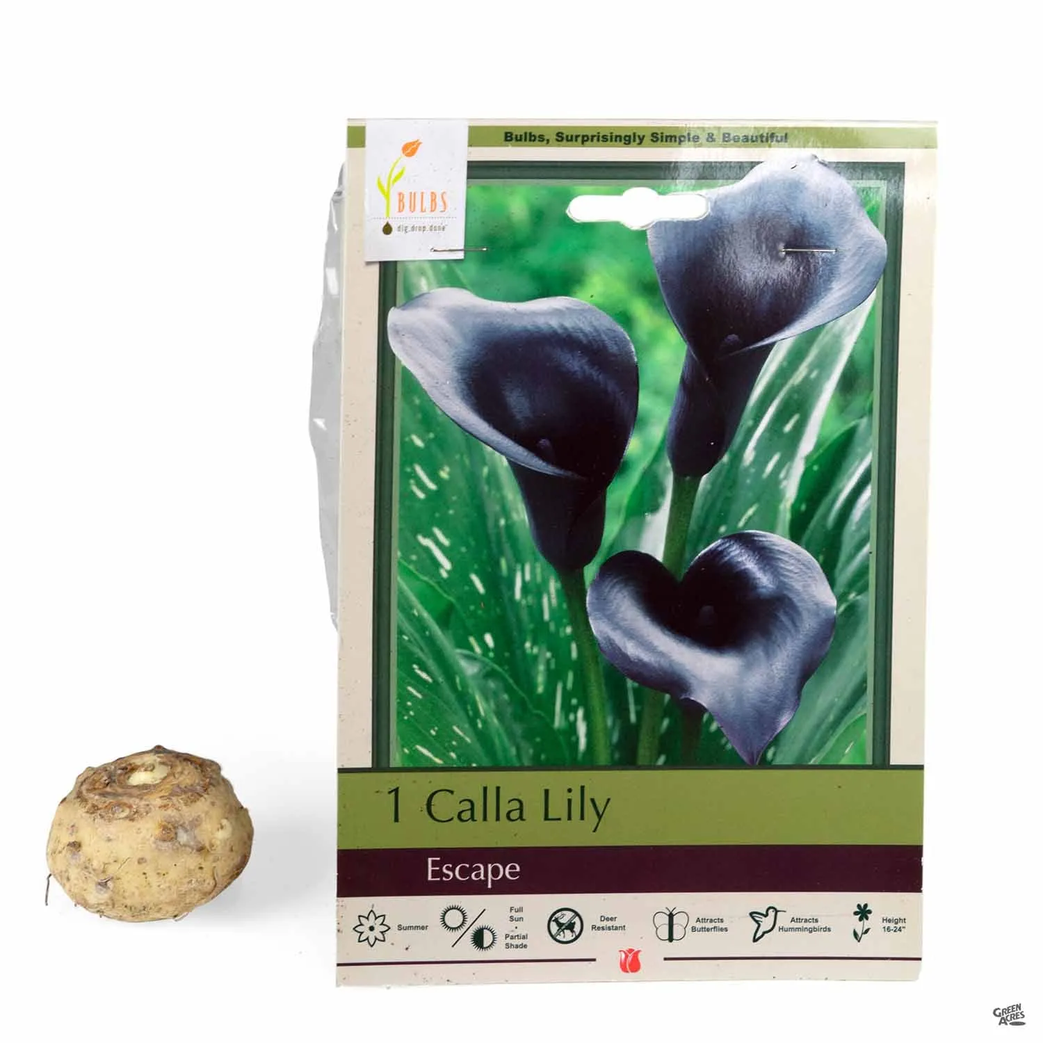 Calla Lily 'Escape'