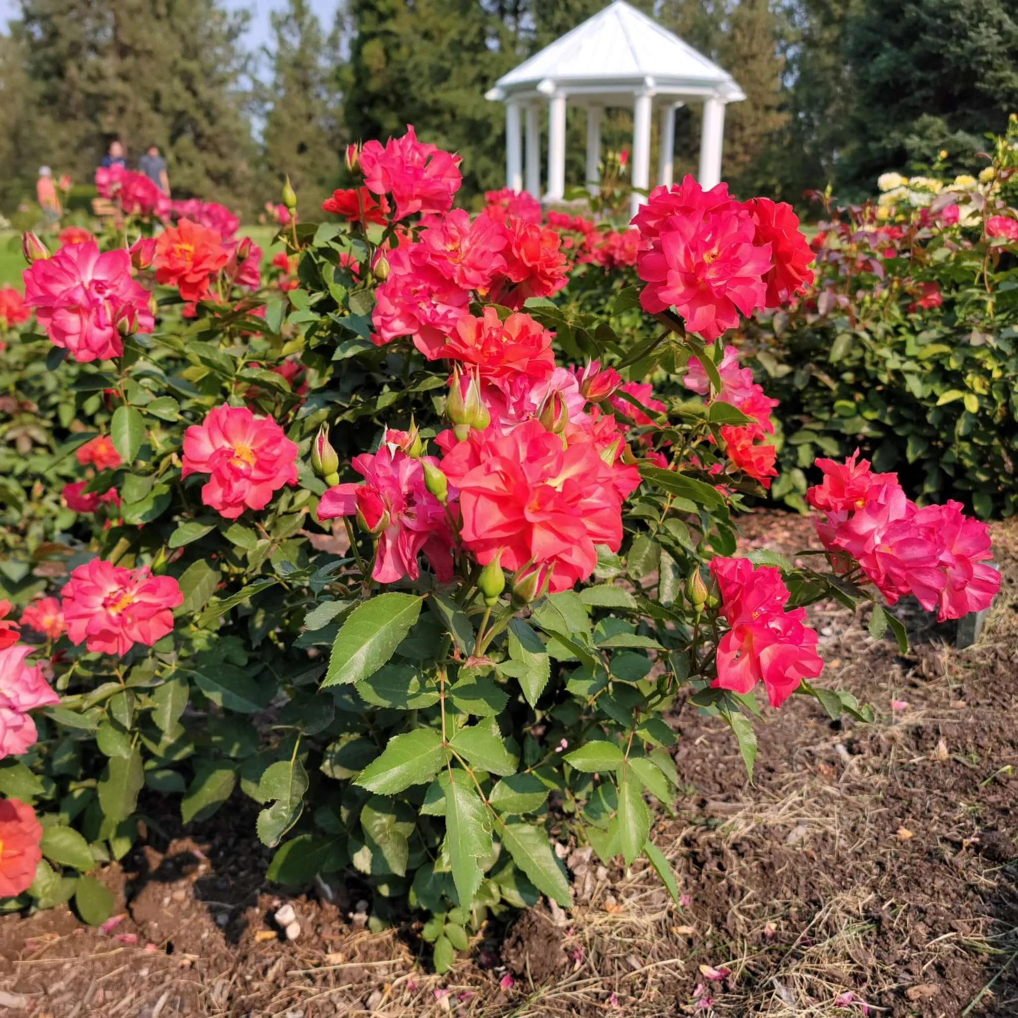 Cinco De Mayo Rose