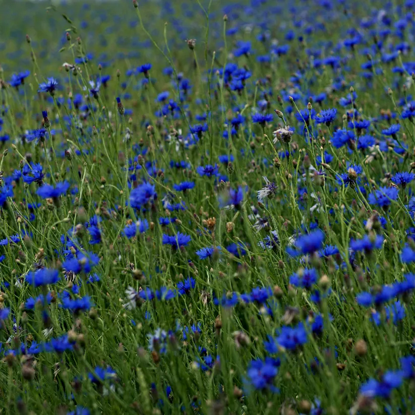 Cornflower Flower - Herb  ( Centaurea Cyanus ) - Herb Tea - Caffeine Free