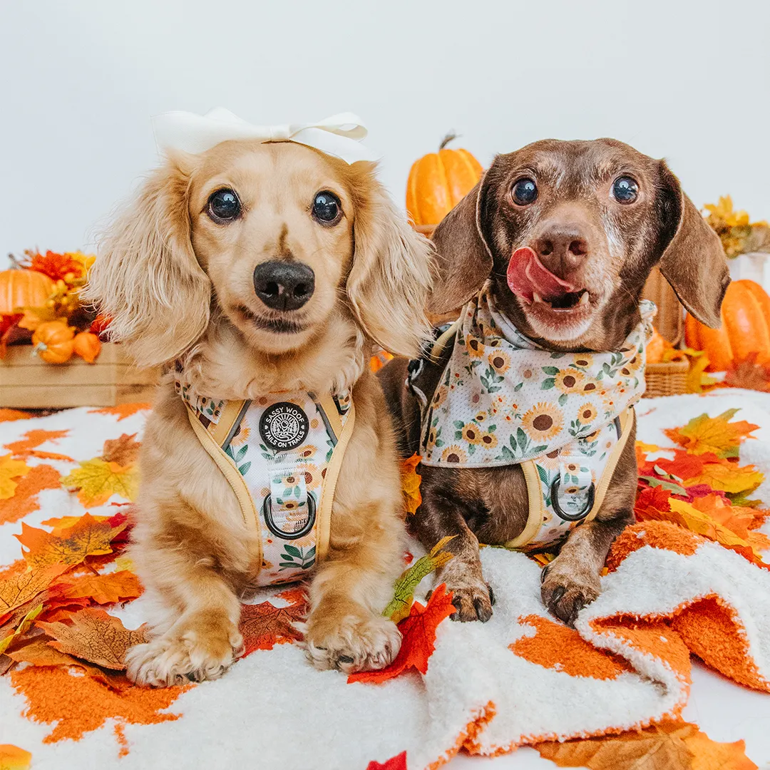 Dog Bandana - Sunflower Dreams