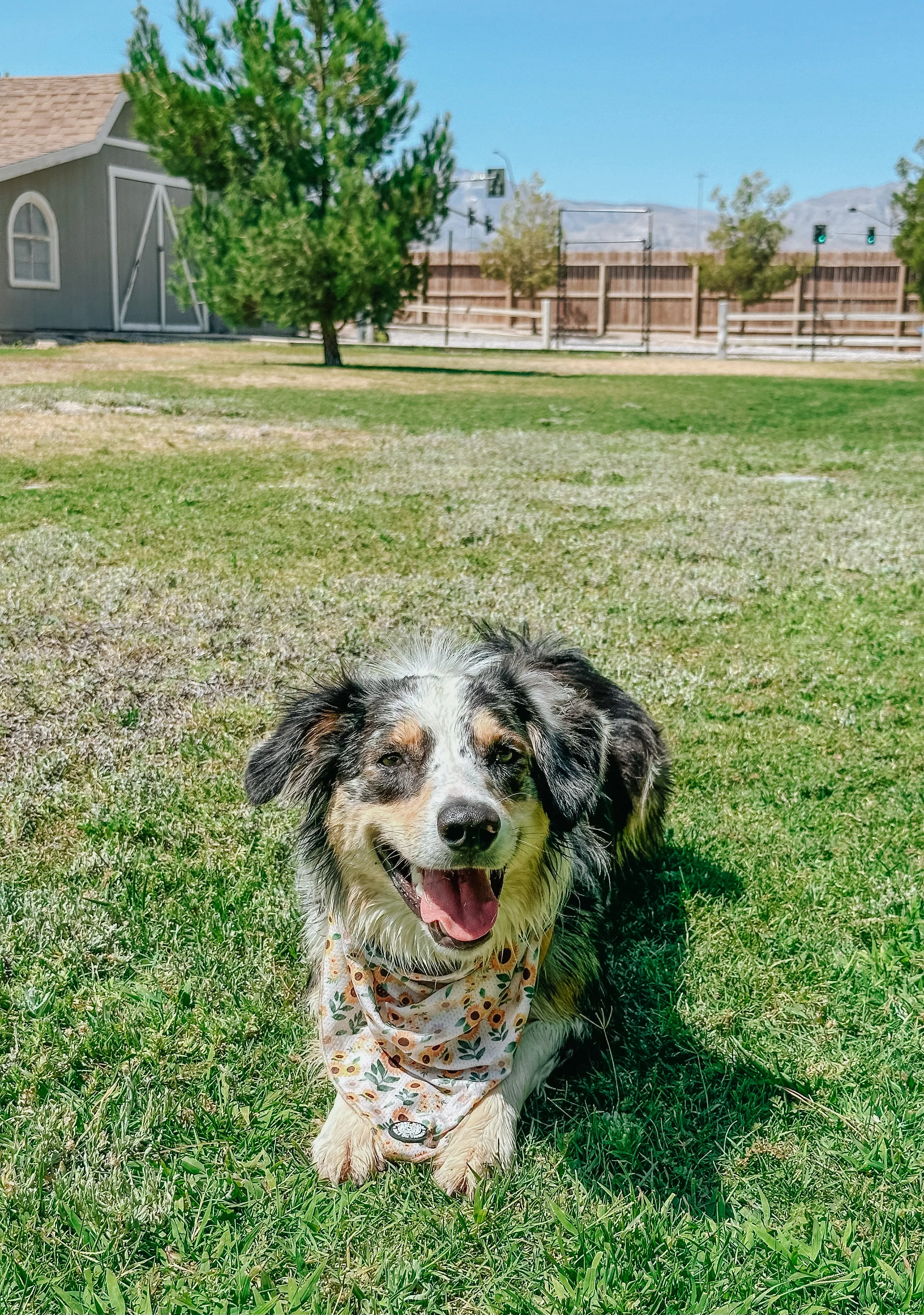 Dog Bandana - Sunflower Dreams