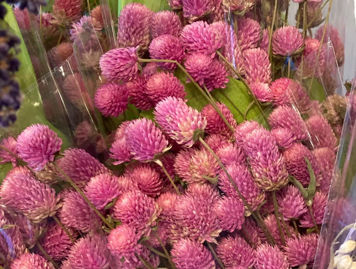 Dried Gomphrena bundle