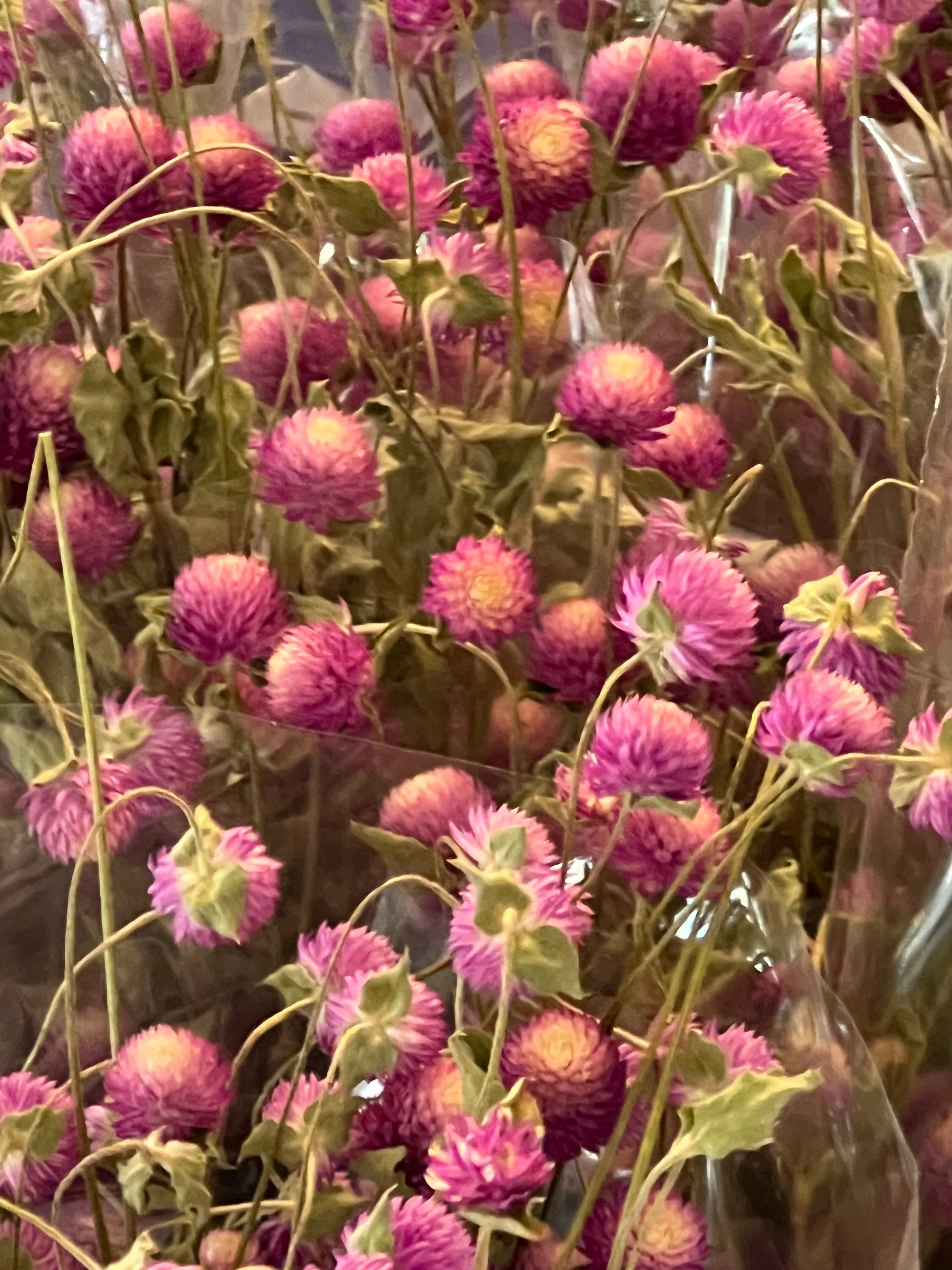 Dried Gomphrena bundle