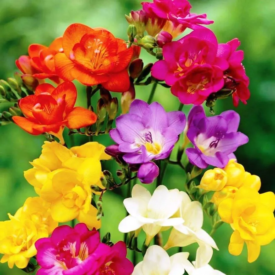 Freesia Mixed Flower Bulbs (Pack of 10)