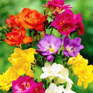 Freesia Mixed Flower Bulbs (Pack of 10)