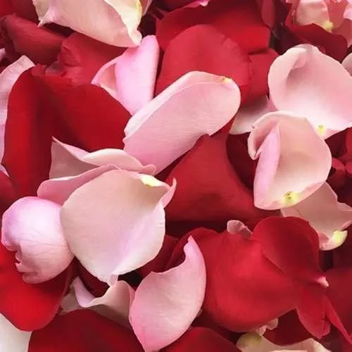 Fresh Rose Petals