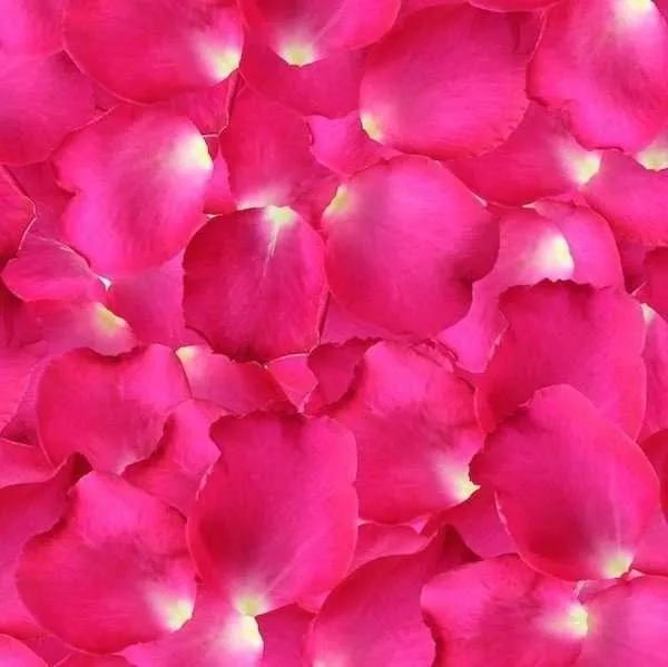 Fresh Rose Petals