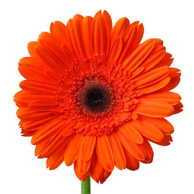 Gerbera Orange Mini