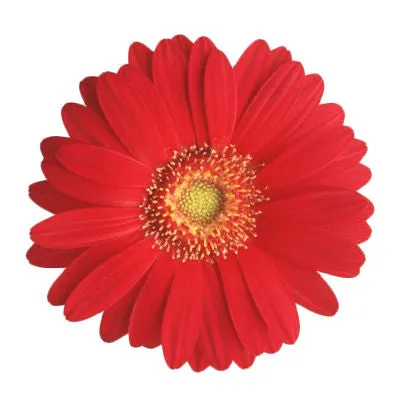 Gerbera Red Mini