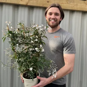 Jasmine polyanthum on Frame