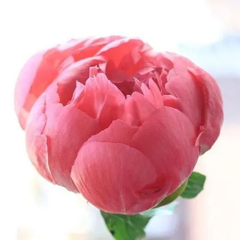 MAY-JUNE ONLY Coral Peony Flower