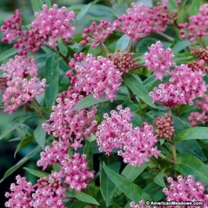 Milkweed:  'Cinderella Swamp' - 1 Gal (Jf)