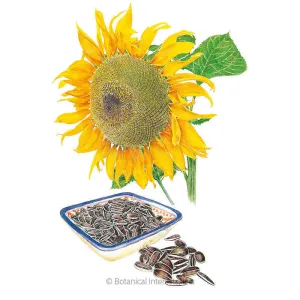 Mongolian Giant Sunflower Seeds