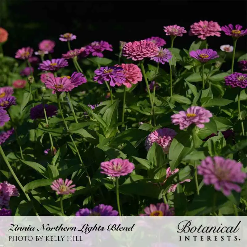 Northern Lights Blend Zinnia Seeds