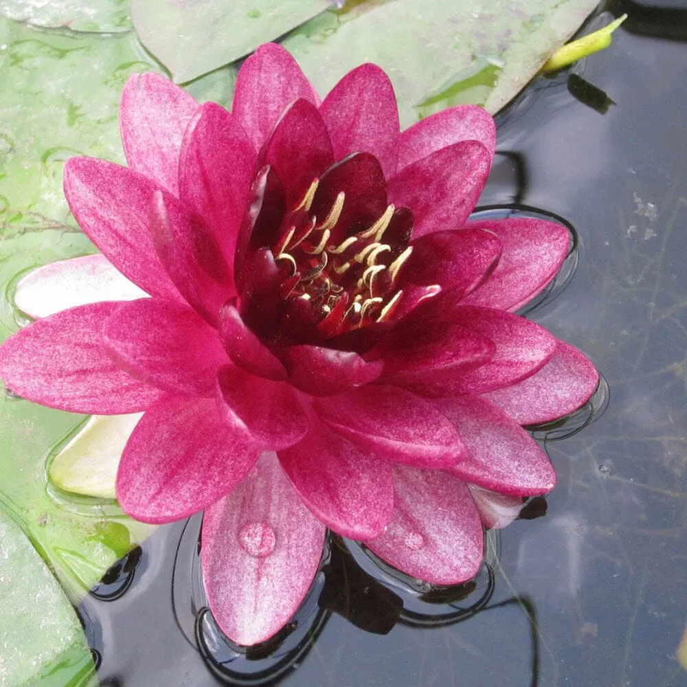 Nymphaea Almost Black Aquatic Pond Plant - Water Lily