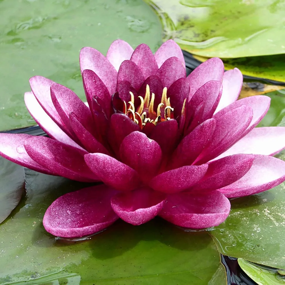 Nymphaea Almost Black Aquatic Pond Plant - Water Lily