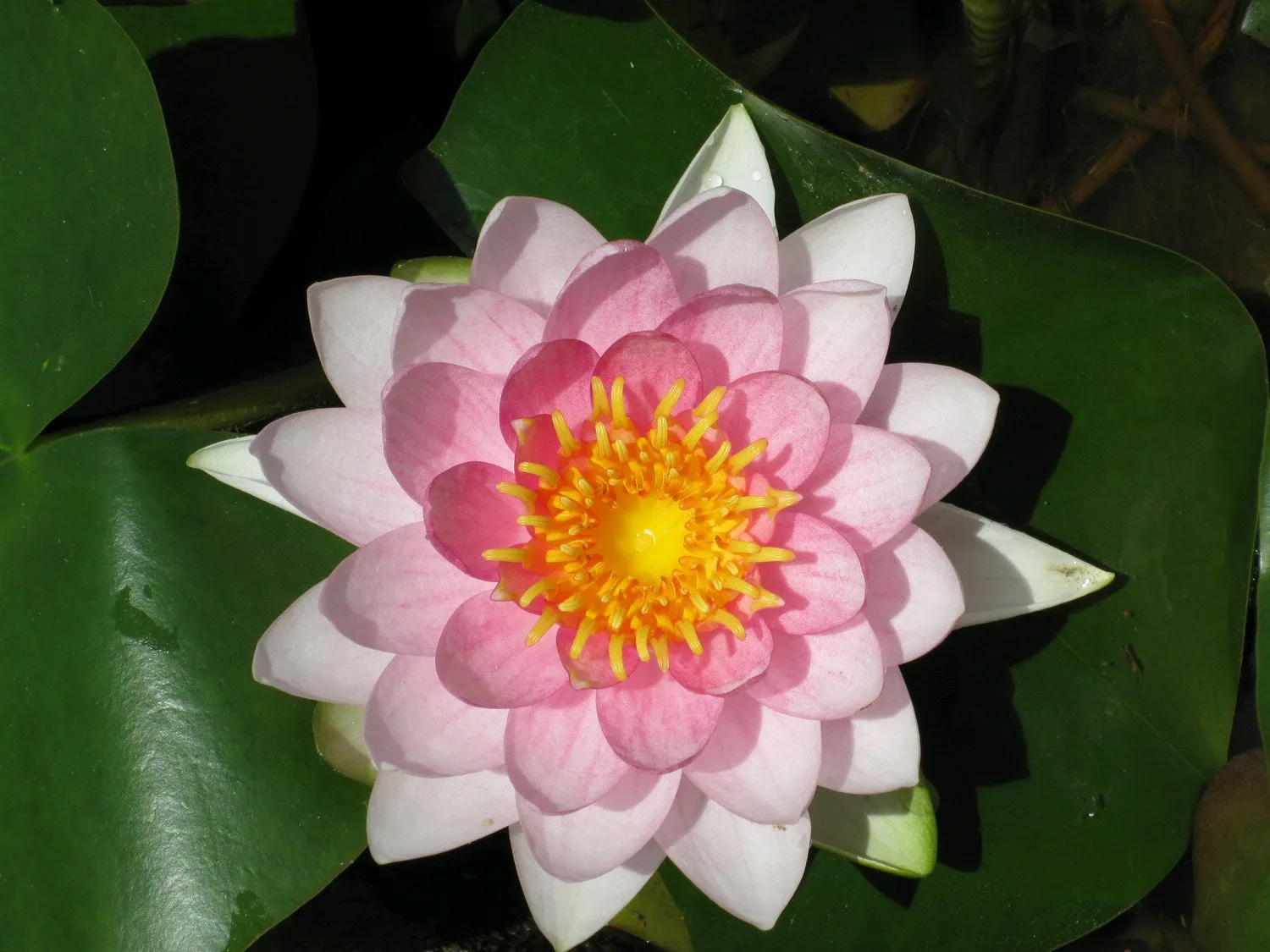 Nymphaea 'Madame Wilfron Gonnere' Water Lily