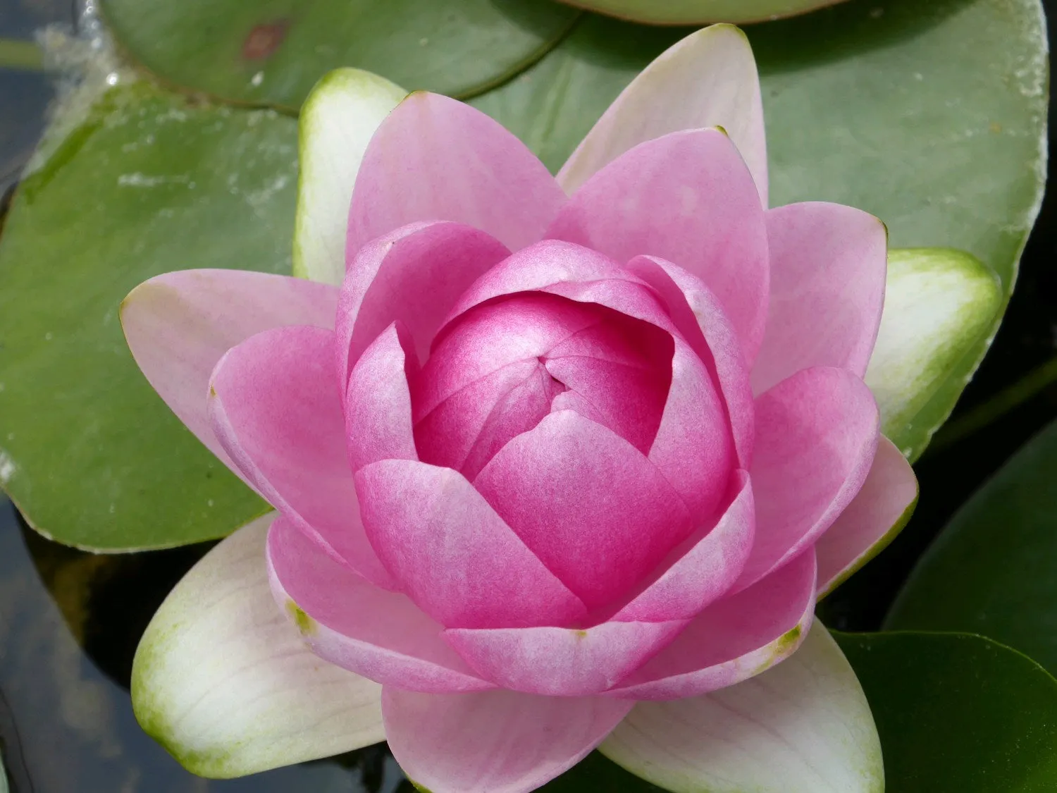 Nymphaea 'Madame Wilfron Gonnere' Water Lily