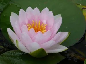 Nymphaea 'Madame Wilfron Gonnere' Water Lily