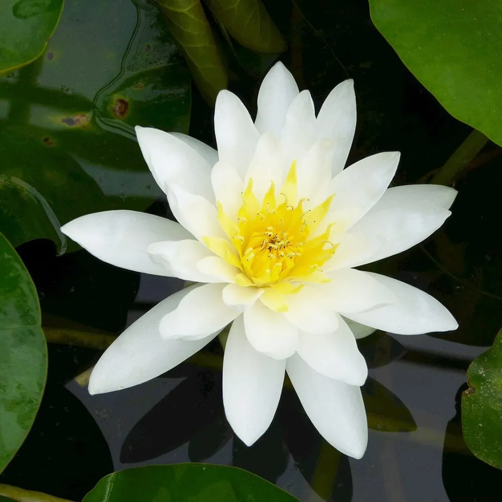 Nymphaea Marliacea Albida Aquatic Pond Plant - Water Lily