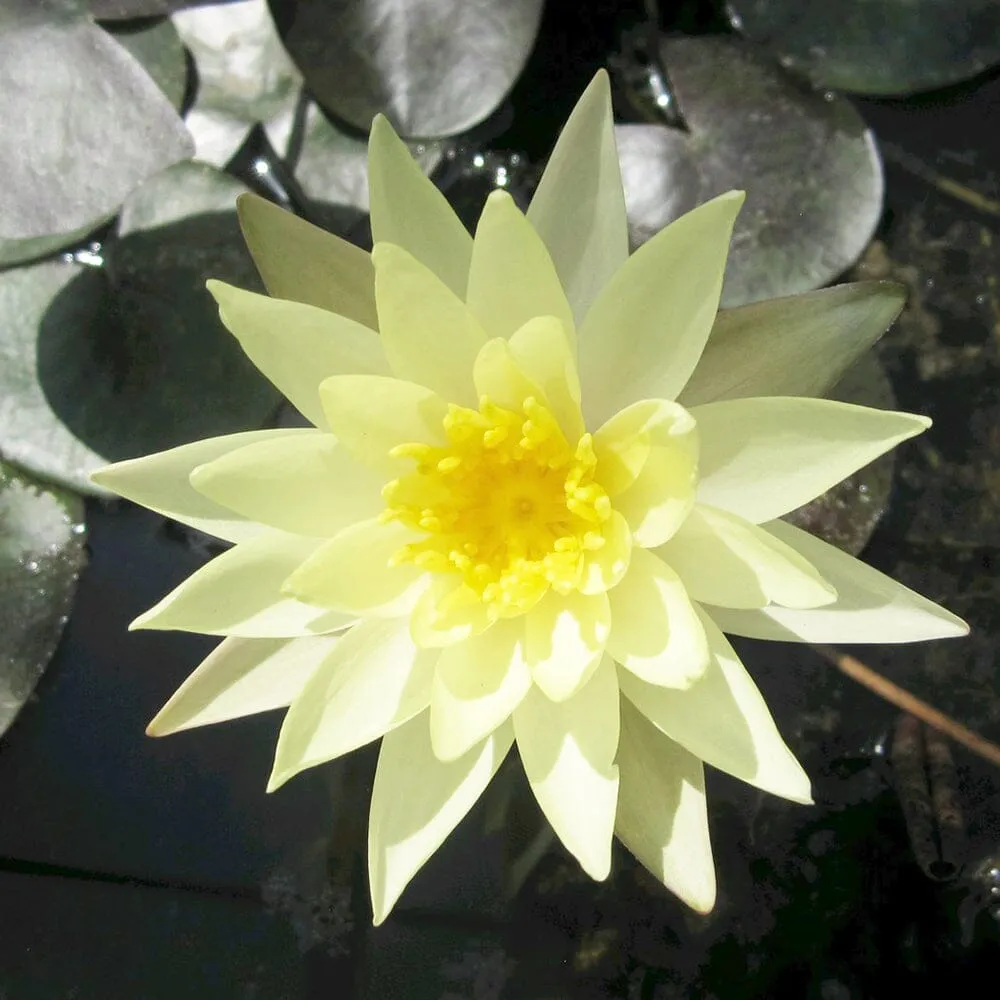 Nymphaea Odorata Sulphurea Aquatic Pond Plant - Water Lily