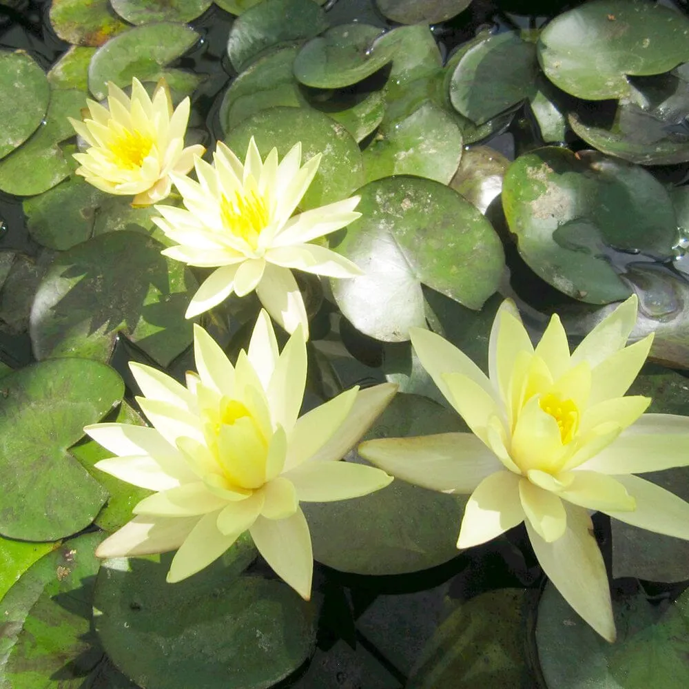 Nymphaea Odorata Sulphurea Aquatic Pond Plant - Water Lily