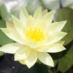 Nymphaea Odorata Sulphurea Aquatic Pond Plant - Water Lily