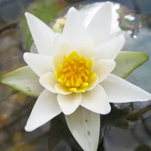 Nymphaea Pygmaea Alba Aquatic Pond Plant - Water Lily