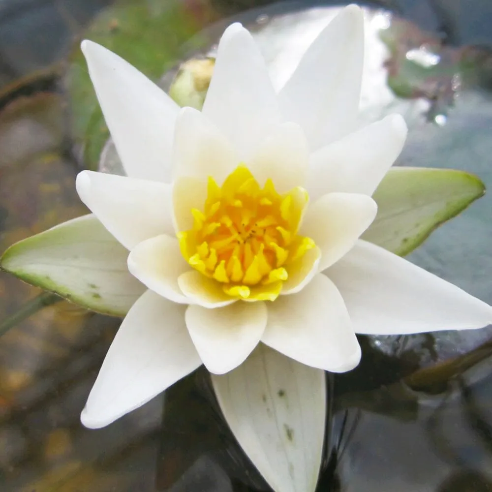 Nymphaea Pygmaea Alba Aquatic Pond Plant - Water Lily