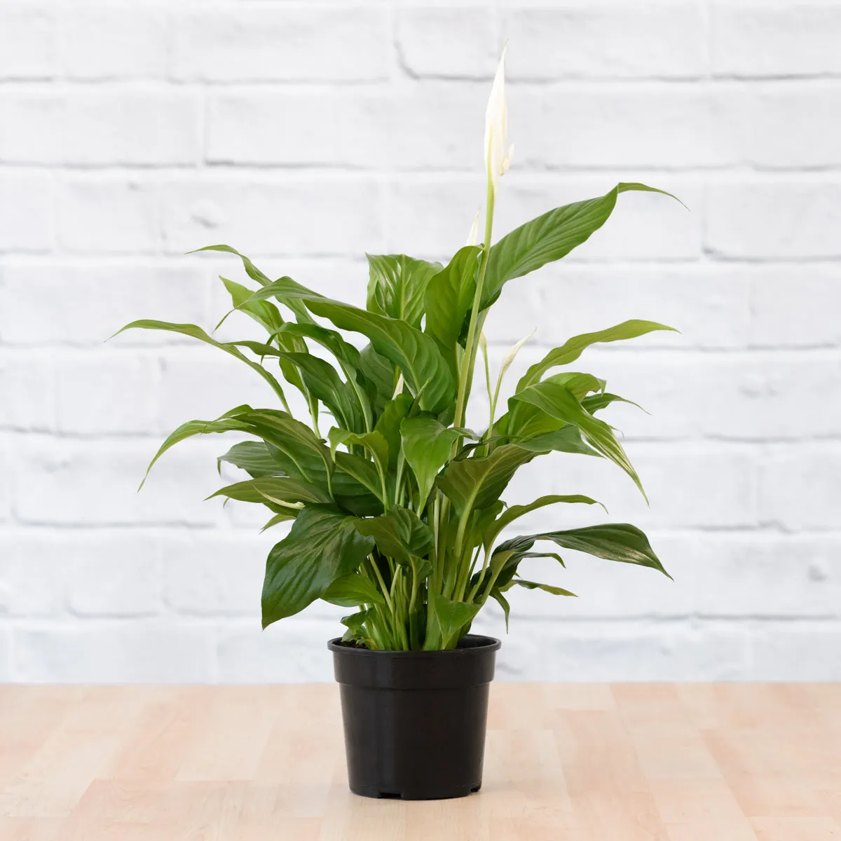 Peace Lily