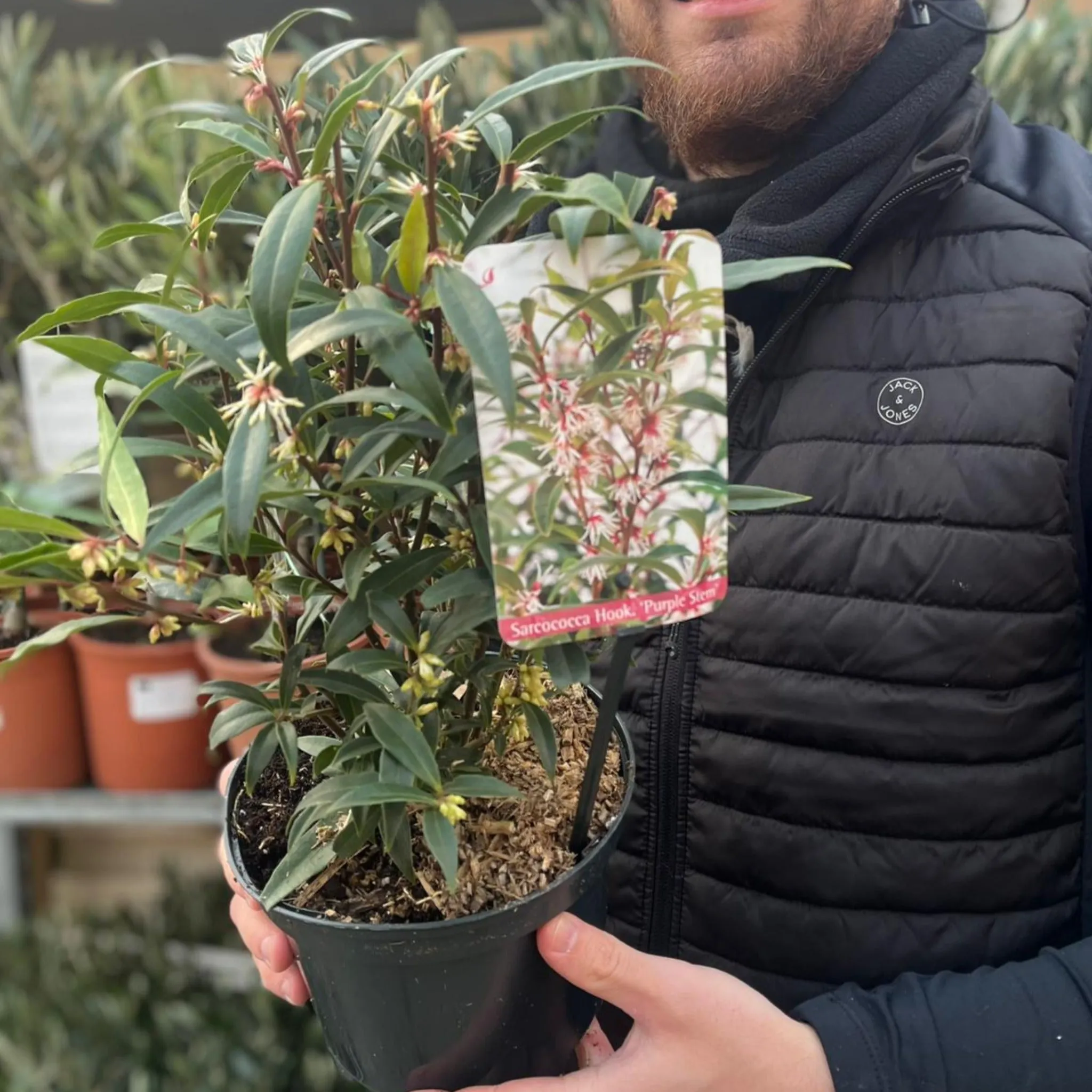 Sarcococca hookeriana 'Purple Stem' 2L