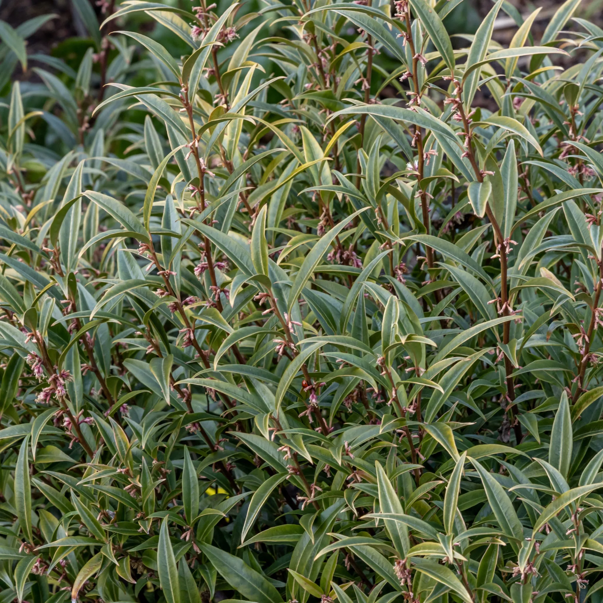 Sarcococca hookeriana 'Purple Stem' 2L