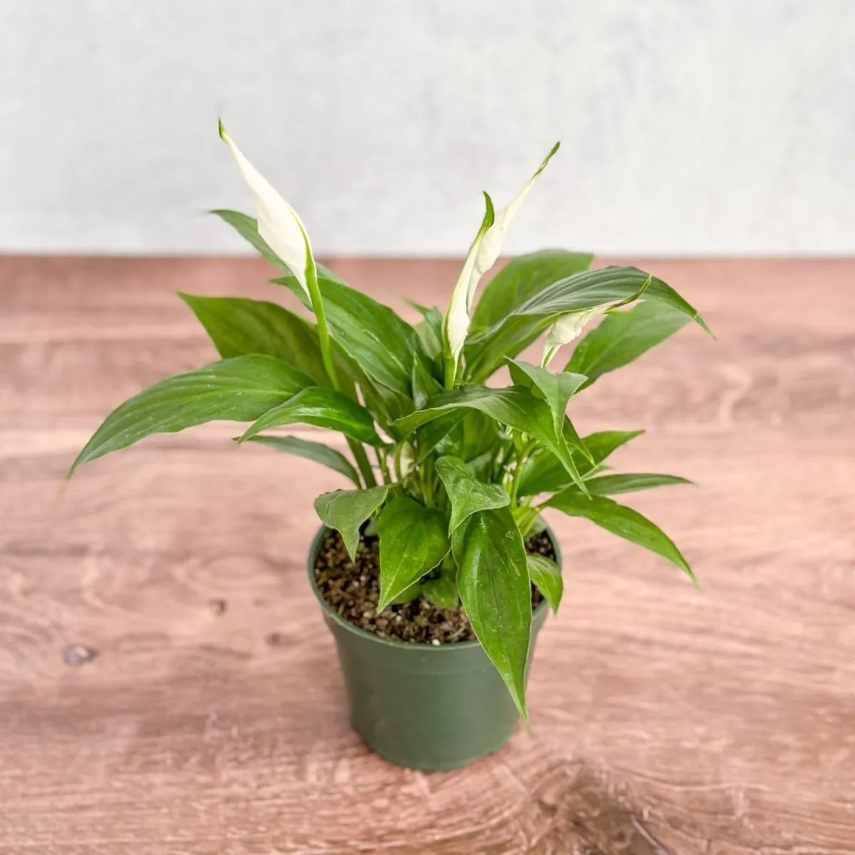 Spathiphyllum 'Peace Lily' - Various Sizes