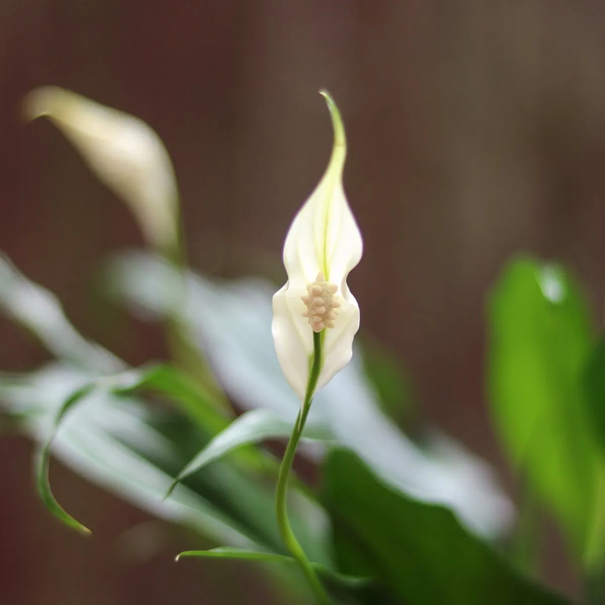 Spathiphyllum 'Peace Lily' - Various Sizes