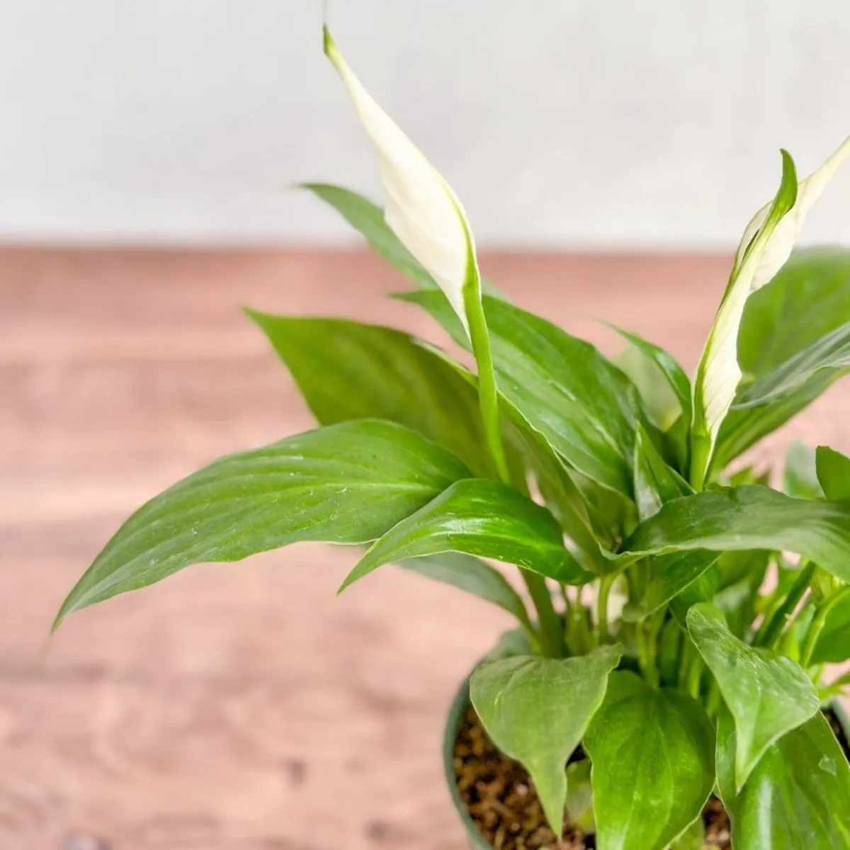 Spathiphyllum 'Peace Lily' - Various Sizes