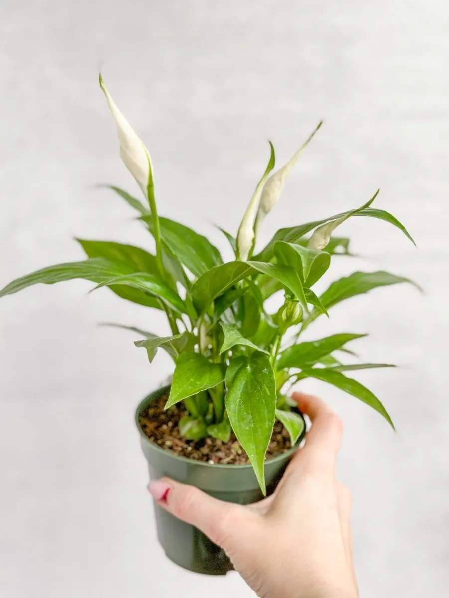 Spathiphyllum 'Peace Lily' - Various Sizes