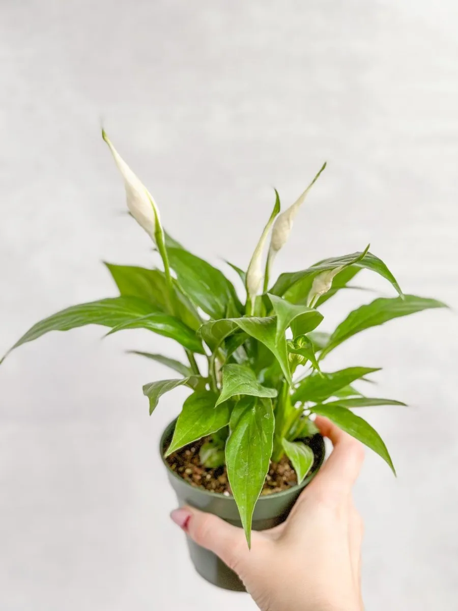 Spathiphyllum 'Peace Lily' - Various Sizes