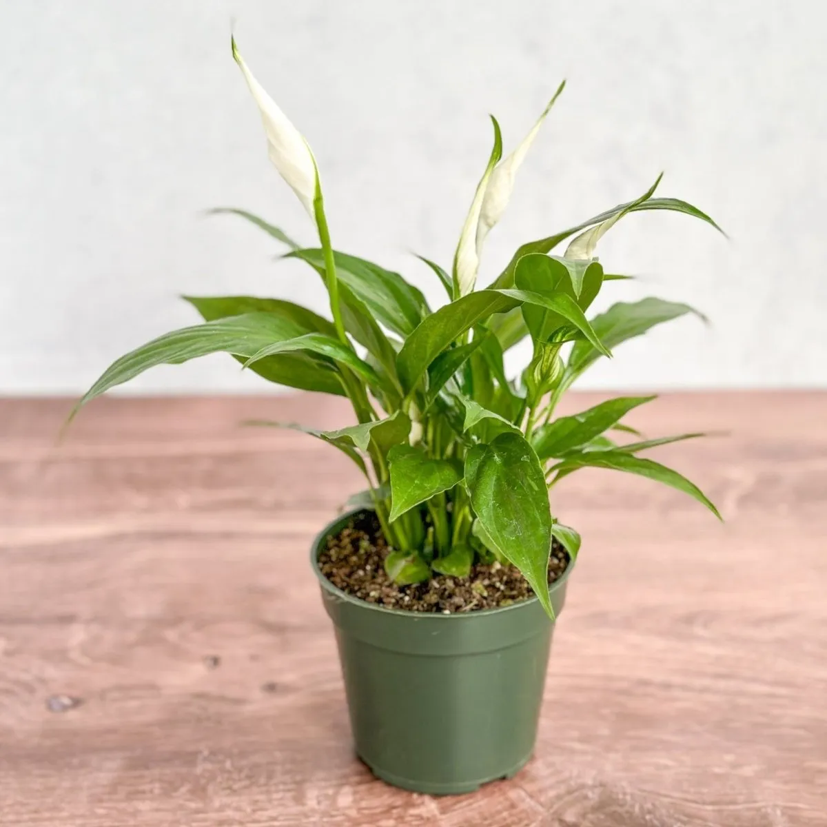 Spathiphyllum 'Peace Lily' - Various Sizes