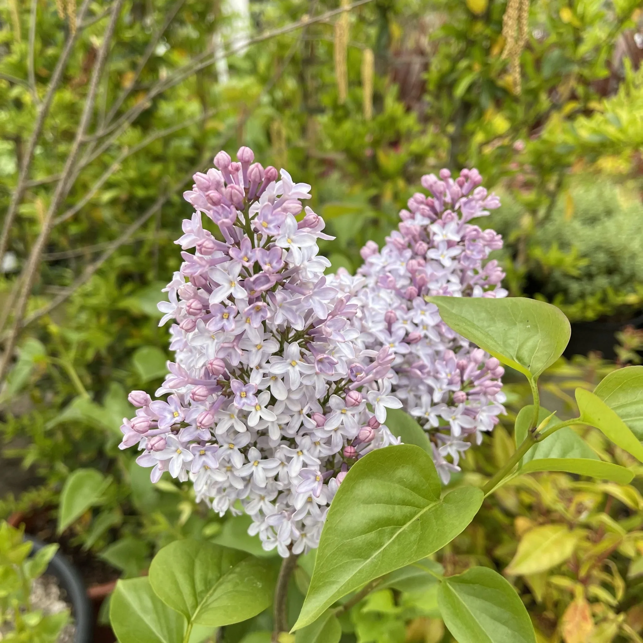 Syringa vulgaris 'Michel Buchner' 2L