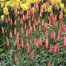 Tulip clusiana 'Cynthia'