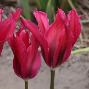 Tulip 'Doll's Minuet'