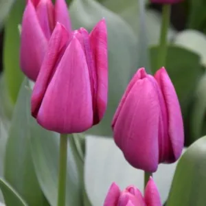 Tulip ' Endurance'