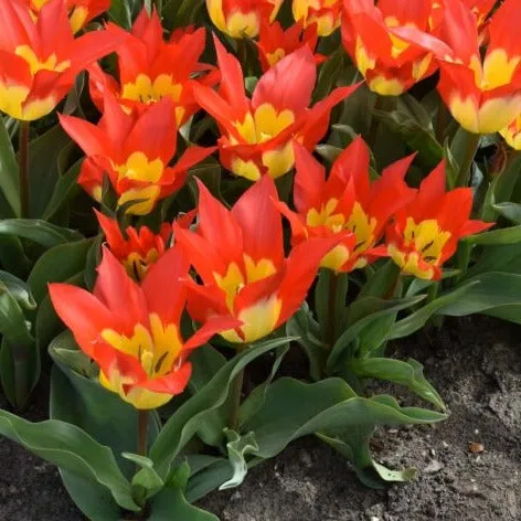 Tulip 'Flames Mystery'