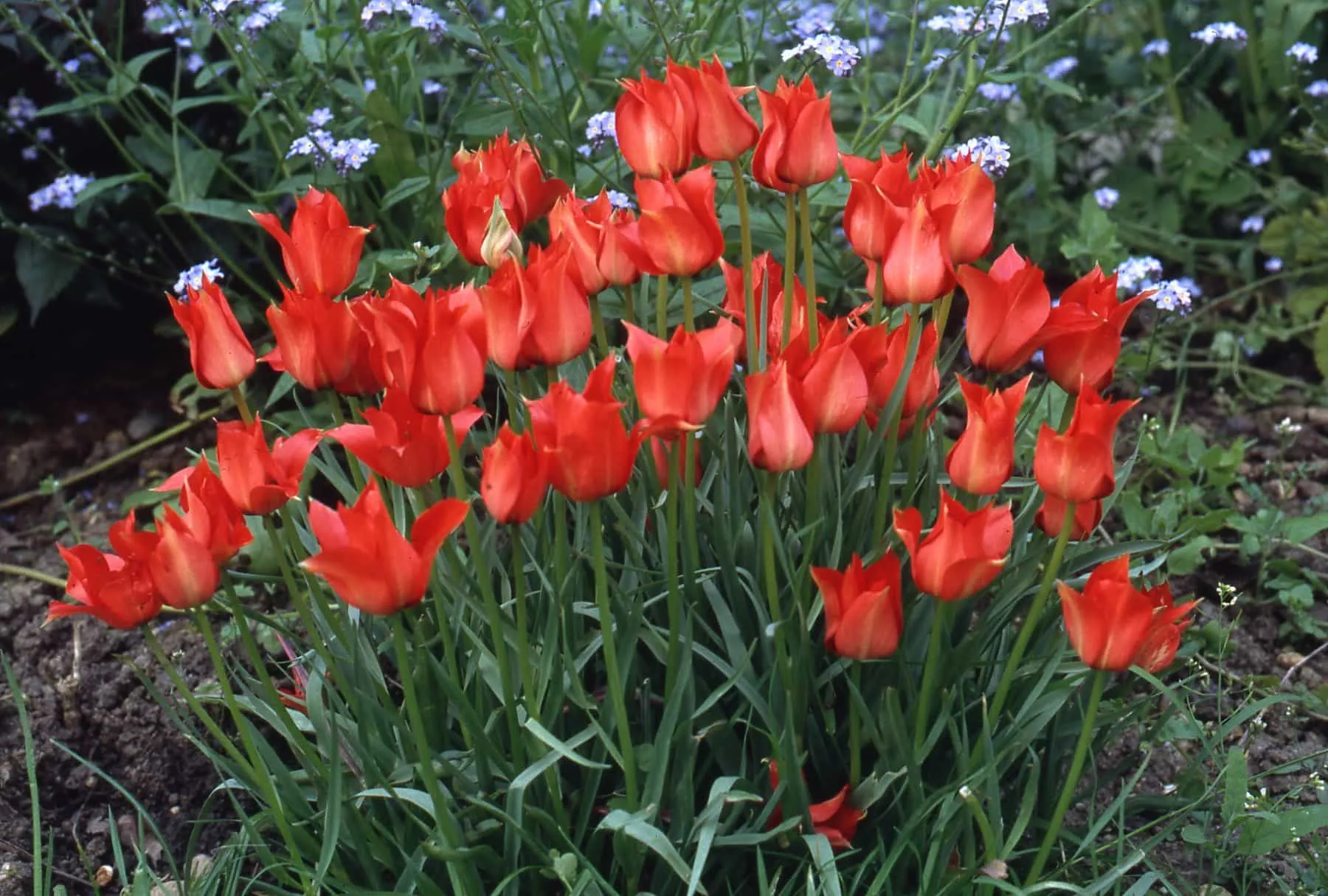 Tulip 'linifolia'