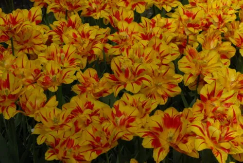 Tulip 'Monsella'