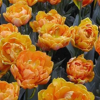 Tulip 'Orange Princess'