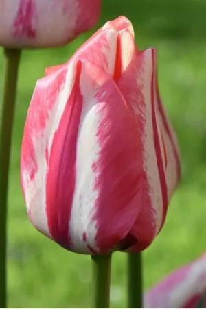 Tulip 'Spryng Break'