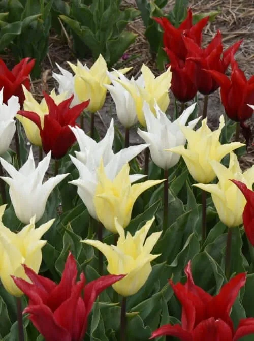 Tulip 'Tres Chic' Festival