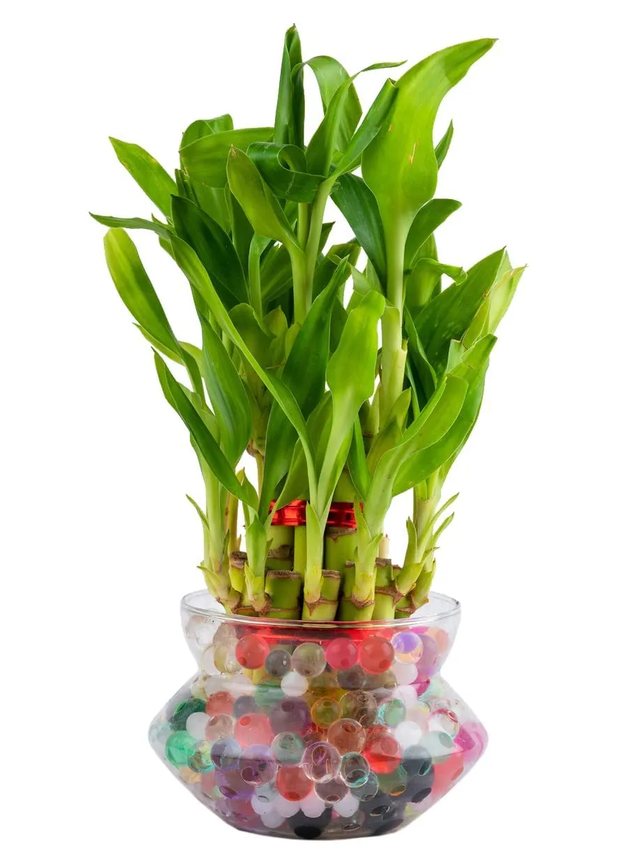 Urban Moon Lucky Bamboo Plant Pot, Glass Flower Vase for Garden, Living Room, Office, Centre Table & Home Decoration (Handi Shape Pot) - Pack of 1 Piece (4 x 2.5 Inch)